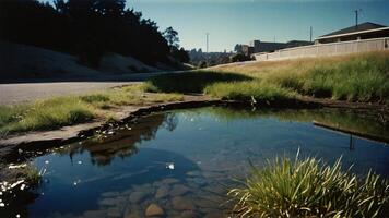 grass and rocks on the sidewalk photo