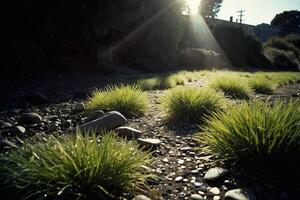 a grassy area with rocks and grass photo