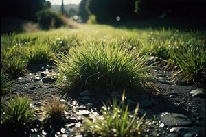 a grassy area with rocks and grass photo