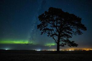 the aurora borealis over a tree in the night sky photo