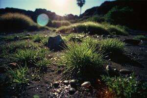 grass in the desert with the sun shining through photo