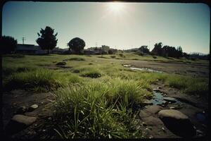 grass in the desert with the sun shining through photo