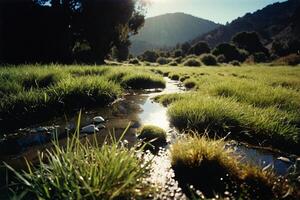 a grassy area with water and rocks photo