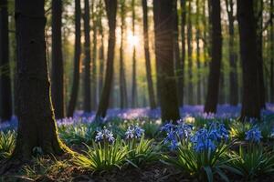 bluebells in the forest at sunrise photo