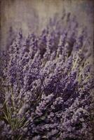 AI generated lavender flowers in a field with a vintage look photo