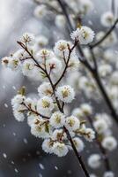 ai generado nieve cubierto ramas con blanco flores foto