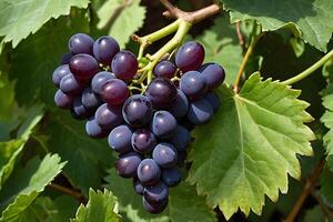 grapes on the vine photo