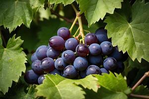 grapes on the vine photo