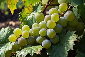 grapes on the vine photo