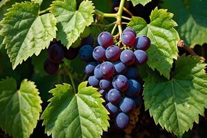 grapes on the vine photo