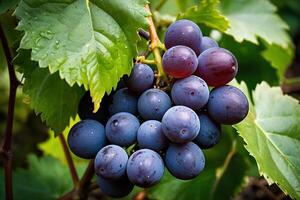 grapes on the vine photo