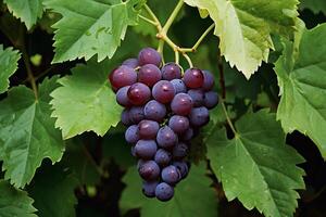 grapes on the vine photo