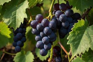 grapes on the vine photo