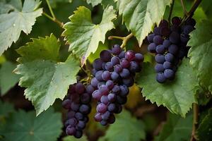 grapes on the vine photo