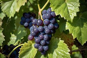 grapes on the vine photo