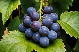 grapes on the vine photo