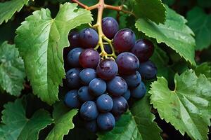 grapes on the vine photo