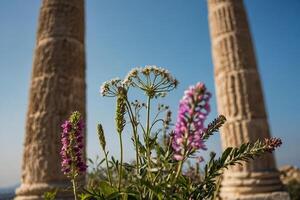 the columns of the temple of rhea in jerusalem photo