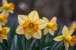 yellow daffodils in the sun photo