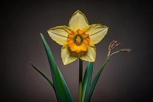 yellow daffodils in the sun photo