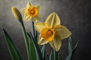 yellow daffodils in the sun photo