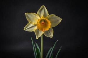 a single yellow daffodil on a black background photo