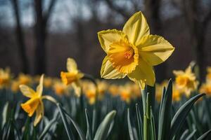 yellow daffodils in a field with the sun shining photo