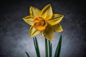 a single yellow daffodil against a dark background photo