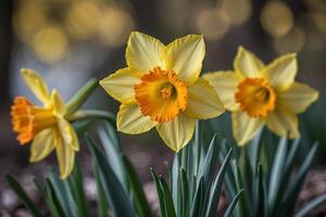 yellow daffodils in a field with the sun shining photo