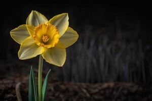 a single yellow daffodil is shown in front of a dark background photo