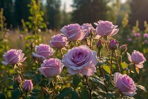 purple roses in a field at sunset photo