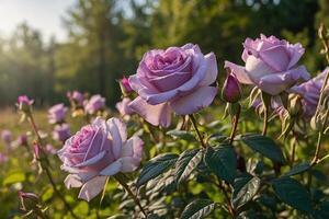 purple roses in a field at sunset photo