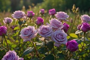 purple roses in a field at sunset photo