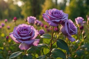 purple roses in a field at sunset photo