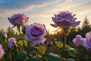 púrpura rosas en un campo a puesta de sol foto