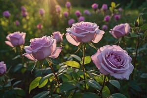 púrpura rosas en un campo a puesta de sol foto