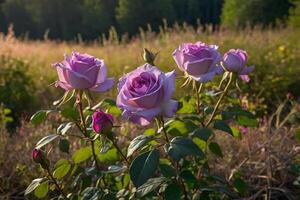 púrpura rosas en un campo a puesta de sol foto