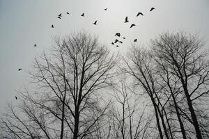 birds flying over bare trees in the fog photo