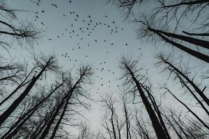 a group of birds flying through the trees photo