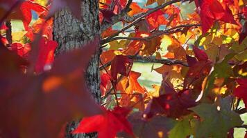 feuilles d'automne colorées video