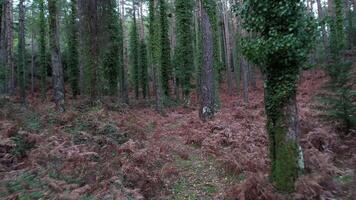 pino alberi nel foresta video