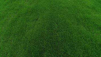 Green Grass Background video