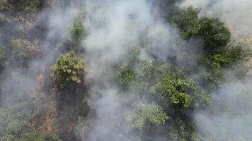 fogo dentro a floresta aéreo Visão video