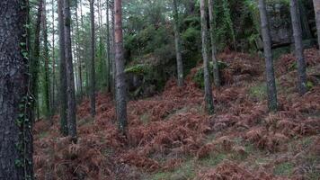 pinos en el bosque video