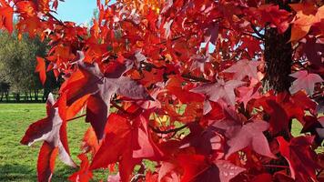 folhas de outono coloridas video