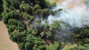 fuoco nel il foresta aereo Visualizza video