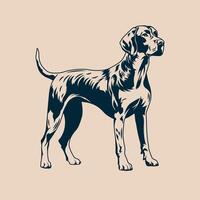 Bird hunting pointer dog standing vector