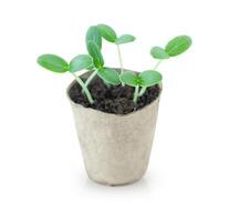 Little green sprouts growing in a pot isolated on white background photo