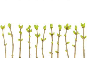 Spring pattern of young twigs with green buds isolated on white background photo