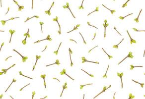 Spring seamless pattern of young twigs with buds photo